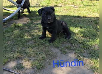 Presa Canario x Cane Corso 