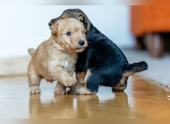 Wunderschöne Lakies (Lakeland Terrier) zu haben in Brno