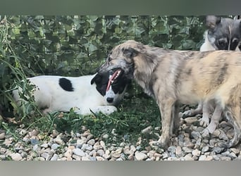 Max - hätte gerne ein Zuhause