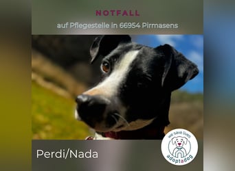 Perdi: lebensfrohes Powerpaket in 66954 Pirmasens