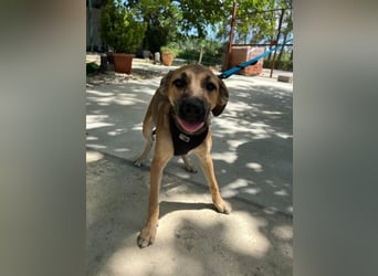 Cleo - unsere wundervolle Frohnatur
