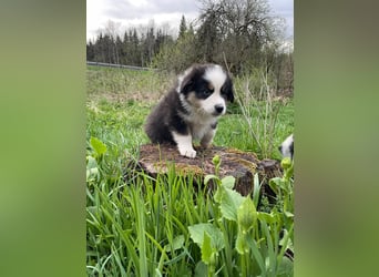 Australian Shepherd Welpen