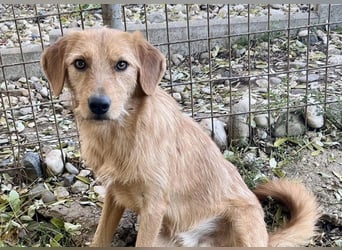 Kuckuck, wer schenkt Traumhund OLIVER ein liebevolles Zuhause?