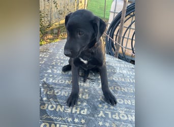 ❤️Labradormix Welpe Nero❤️
