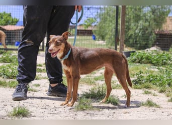 Caju, Mix Pinscher / Chihuahua, lieb und sozial