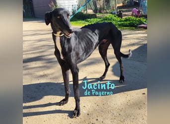 Jacinto de Payerno 03/2021 (ESP) - unglaublich hübscher, lieber Galgo!