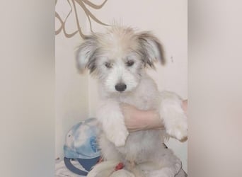 ROCKY - kleine Knutschkugel