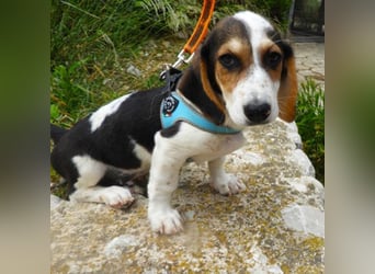 Gizmo sucht ein Zuhause