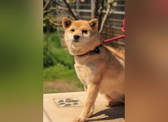 Arabesque PP – Zarte Shiba Inu-Dame sucht ruhiges und einfühlsames Zuhause