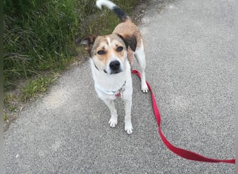 ♥JUPPI♥ auf Pflegestelle in Köln -wunderschöner, aufgeschlossener, unkomplizierter aktiver Rüde 44cm