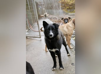 Freundlicher LEWI ist ein absoluter Gute-Laune-Hund