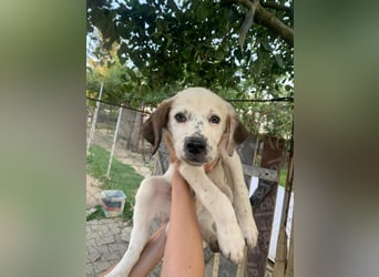 Percy sucht ein neues zu Hause
