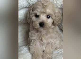 Sehr schöne Maltipoo welpen in abricot und crème farben