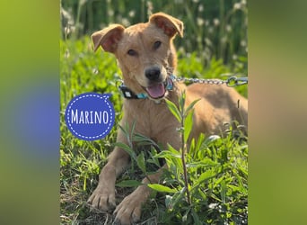 Marino - en Goldstück