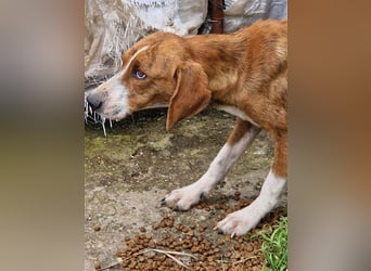 Jerry – familienhundliche Lehrstelle gesucht -