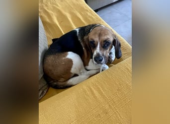 Beagle Mix HUGO (2 Jahre alt) sucht eine Familie!