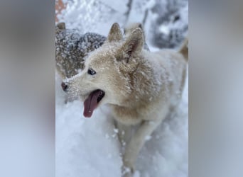 Moon - schneeweißer Husky