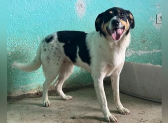 Milly ❤️ liebe, sanfte Hündin sucht dich!