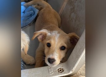 Tasha, geb. ca. 03/2025, lebt in GRIECHENLAND, im städt. Tierheim Serres