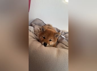 Shiba inu Welpen mit Papieren, Transport möglich!