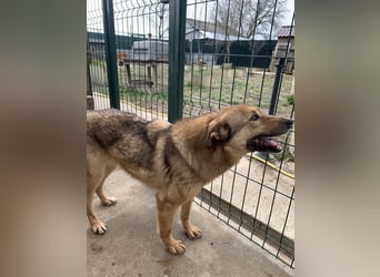 SINA, Hündin, 7 Jahre, 53 cm, Mischling, Tierschutz