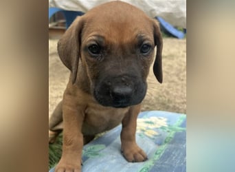 Reinrassige Rhodesian Ridgebackwelpen suchen ein liebevolles zu Hause