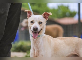 Enno, Mix Whippet / Podengo, lieb und sozial
