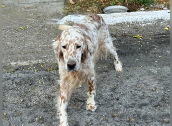 Hercules - Ein Setter mit Geschichte und großem Herzen