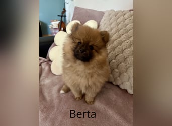 Reinrassige Pomeranian (Zwergspitz) Teddy-Hündin ab sofort abzugeben