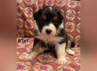 Australian Shepherd Welpen