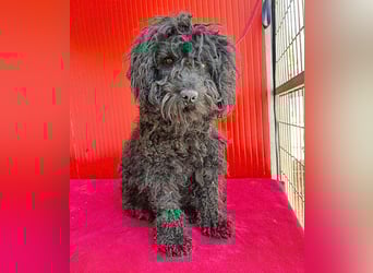 schmusige Puli-Hündin XENA - 2 Jahre, 40cm/12kg 