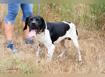 Douglas,  Pointer-Mix, lieb und sozial