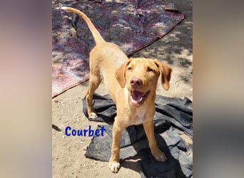 Courbet 11/2022 (ESP) - verspielter, hübscher Jagdhund-Mix Junghund!