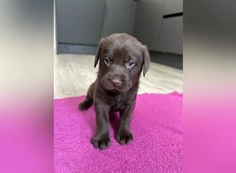 Labrador Retriever Labbi Welpen