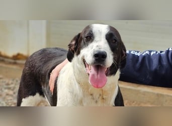 Milla - Gute-Laune-Hund wartet auf Sie