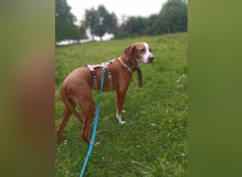 Kiona - wartet um gekuschelt zu werden