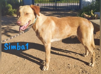 Simba1 geb. 03/2024 (ESP) - aufgeschlossener, verspielter und sozialer Labrador-Mischling!