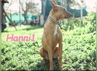 Hanni1 geb. 10/2021 (ESP) - anhängliche, gesellige und fröhliche Labrador-Podenco-Mix Hündin!