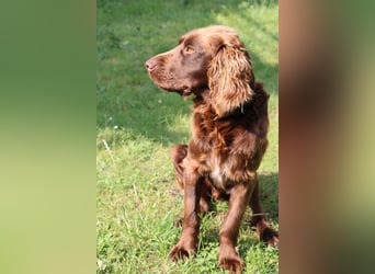 Orlando sucht eine liebe Familie