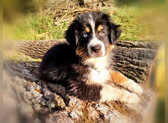 Reinrassige Australian Shepherd Welpen aus einer Spitzenverpaarung mit ASCA Papiere....