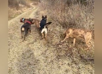 Lieber Schäferhund Rüde