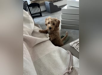 Maltipoo - Welpen - Rüden und Hündin