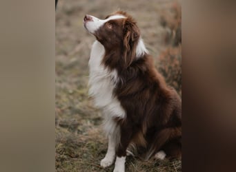 Wurf Ankündigung,  reinrassige Border Collie Welpen mit Papieren!!