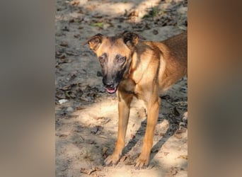 Entzückende RONJA träumt von einem Für-Immer-Zuhause