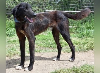 Vigor - sanfter Hundemann mit langen Beinchen