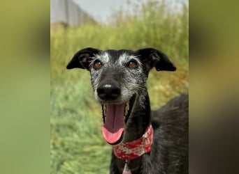 Giria - ängstliche Galga sucht