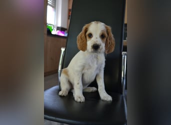 Traumfee - Irish Red and White Setter