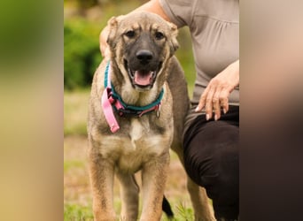 LOTTIE❤️HSH-Mix-Hündin: eine wahre Frohnatur und treue Begleiterin