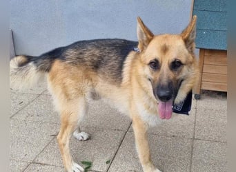 Schäfi-Rüde ♥Edo♥ 3-Bein-Liebling