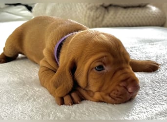 Wurfankündigung Magyar Vizsla Welpen (Mai 25)